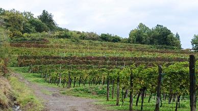 Terreno agricolo vigneti frazione Prepotto (UD)