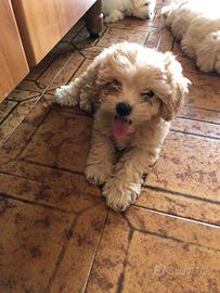 Maltipoo