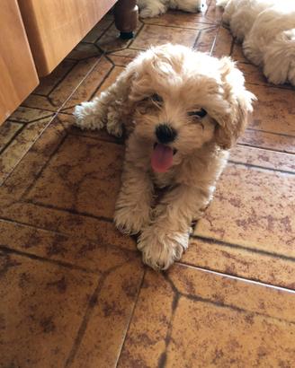 Maltipoo