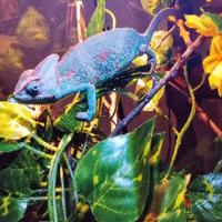 Calyptratus camaleonte maschio