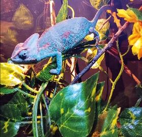 Calyptratus camaleonte maschio