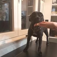 Staffordshire bull Terrier