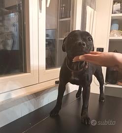 Staffordshire bull Terrier