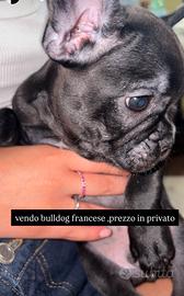 cuccioli di bulldog francese 