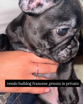 cuccioli di bulldog francese 