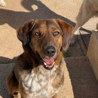 Segugio maremmano in adozione