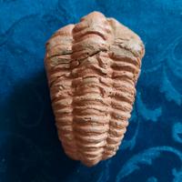 Ammoniti Trilobiti Pesci 