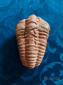 Ammoniti Trilobiti Pesci 