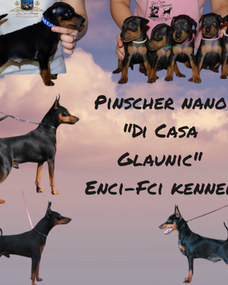 Pinscher nano