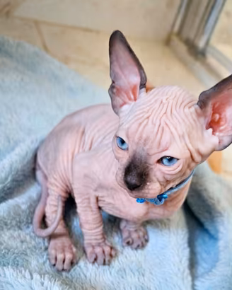 Sphynx colorazione point pedigree Enfi