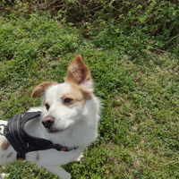 Cane meticcio