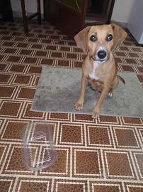 Cagnolina Smarrita a Catania/Via Tirreno/Gravina