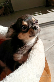 Chihuahua con pedigree