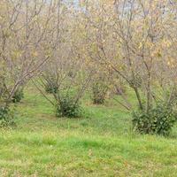 Terreno piantumato a noccioli e terreno a mirtilli