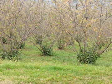 Terreno piantumato a noccioli e terreno a mirtilli