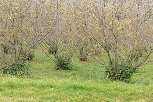 Terreno piantumato a noccioli e terreno a mirtilli