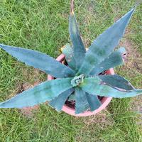 Pianta Agave Americana