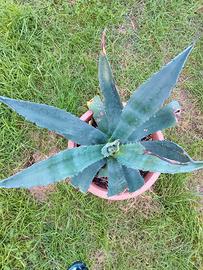 Pianta Agave Americana