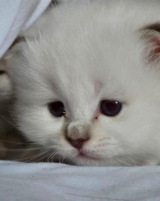 Cuccioli Sacro di Birmania