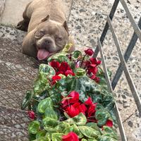 American Bully Exotic per monta
