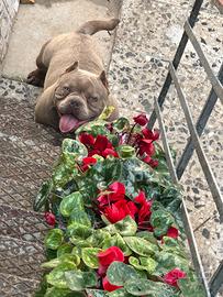 American Bully Exotic per monta