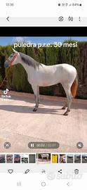 Puledra p.r.e