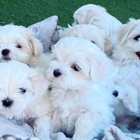 Cucciolata maltesi maschi
