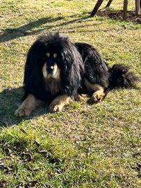 Tibetan Mastiff