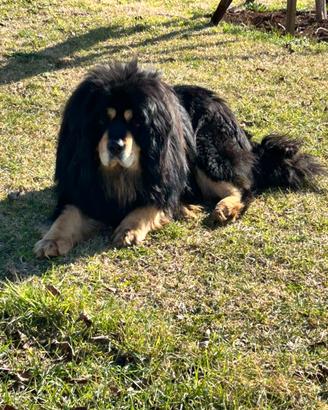 Tibetan Mastiff