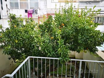 PIANO TERRA con giardino,cantina terrazzo