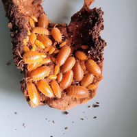 Porcellio Leavis Orange isopodi