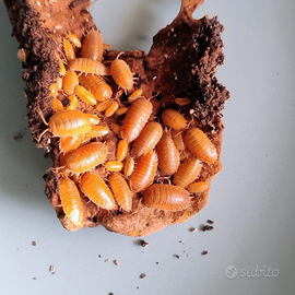 Porcellio Leavis Orange isopodi