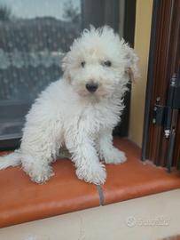 Cucciolo di maltipoo