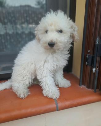 Cucciolo di maltipoo