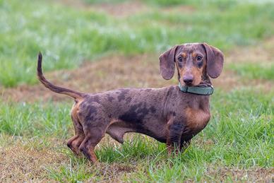 Bassotto nano per accoppiamento