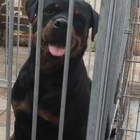 Cuccioli rottweiler