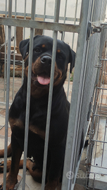 Cuccioli rottweiler