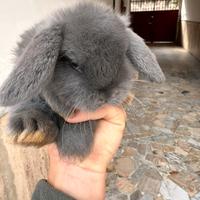 Coniglietti ariete blue