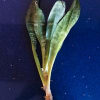 Polloni di sanseveria varietà bassa - cactus