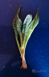 Polloni di sanseveria varietà bassa - cactus