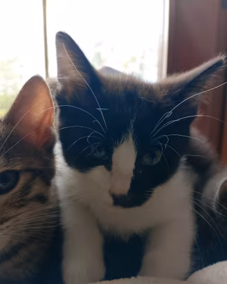 Gatti di 3 mesi