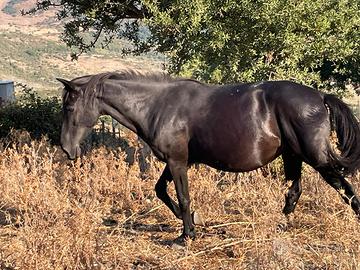 Cavallo