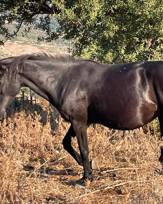 Cavallo