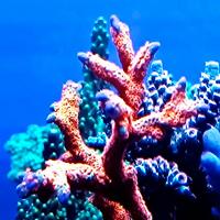 Acquario marino coralli