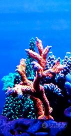 Acquario marino coralli