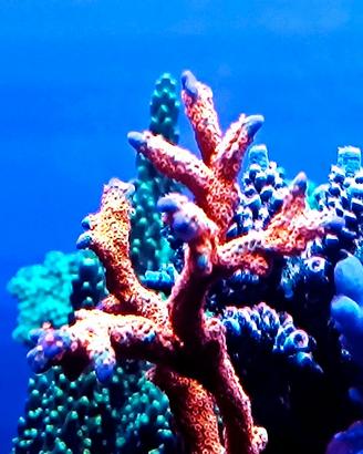 Acquario marino coralli