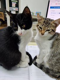 Si regalano 2 dolcissime gattine di 3.mesi