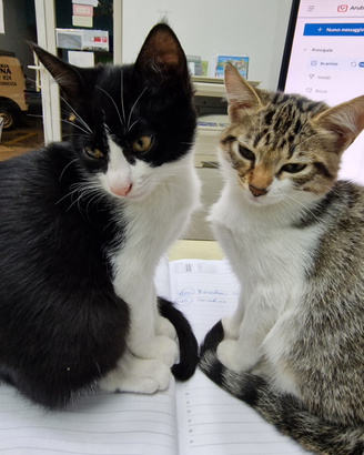 Si regalano 2 dolcissime gattine di 3.mesi