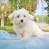 Cucciolo maschio di Maltese