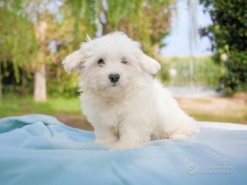 Cucciolo maschio di Maltese